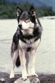 Jed the Wolfdog