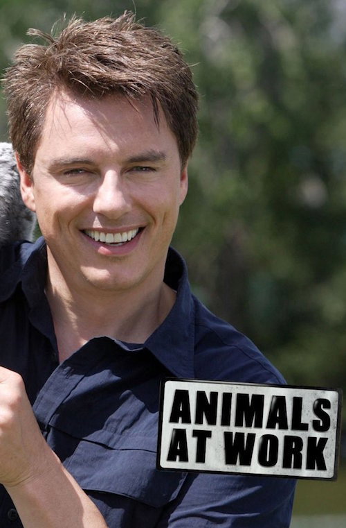 Animals at Work (2009) poster